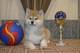 Se reserva cachorros presiosos de Akita Inu - Foto 2