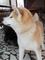 Se reservan cachorros akita inu con pedigri de campeones nacional