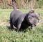 Se vende american bully macho acaba de hacer un añito