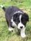 Se venden cachorros de border collie puros, varias camadas dispon