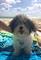 Se venden tres preciosas cachorritas raza coton de tulear - Foto 1