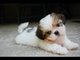 Teacup cachorros shih tzu para bueno hogar - Foto 1