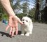 Tenemos disponibles cachorros de bichon maltes muy bonitos y prec - Foto 1