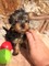 Toy yorkie necesita loving home