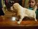 Vendo mi perrita beagle pues raza, hembra 6 años de edad - Foto 1