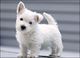 West highland terrier listo para adopcion