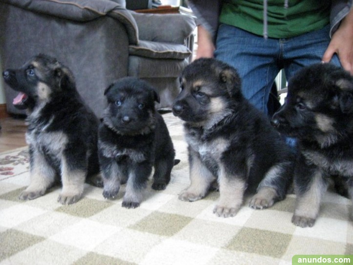Regalo Cachorro Pastor Aleman Madrid Regalo macho y hembra Cachorros de pastor alemán - Markina-Xemein