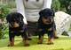 12 semanas de edad cachorros de rottweiler para la adopción