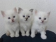 3 gatitos de Birman - Foto 1