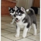 AKC registrado Siberian Husky para adopción gratuita - Foto 1