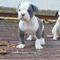 American Bulldog Puppies en venta - Foto 2