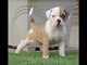 American Bulldog Puppies en venta - Foto 3
