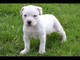 American Bulldog Puppies en venta - Foto 4