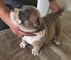 American Bully Puppies en venta - Foto 1