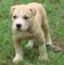 American pitbull terrier cachorros en venta