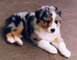 Australian shepherd puppies en venta