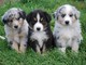 Australian Shepherd Puppies en venta - Foto 3