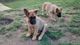 Belgian Malinois Puppies en venta - Foto 2