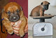 Belgian Malinois Puppies en venta - Foto 4