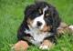 Bernese Mountain Dog Puppies en venta - Foto 1