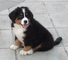 Bernese Mountain Dog Puppies en venta - Foto 3