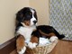Bernese Mountain Dog Puppies en venta - Foto 4