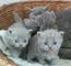 British shorthair gatitos