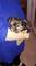 Cachorritos de yorkshire terrier miniatura de excelente calidad
