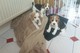 Cachorros Beagle de calidad - Foto 1