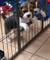 Cachorros beagle listos para ir - Foto 1