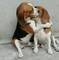 Cachorros beagle sanos (garantía de salud)
