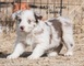 Cachorros border collie macho y hembra 2