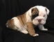 Cachorros bulldog ingles macho y hembra 1 - Foto 1