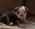 Cachorros bulldog ingles macho y hembra 1