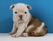 Cachorros bulldog ingles macho y hembra