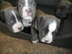 Cachorros de american staffordshire terrier en venta