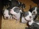 Cachorros de American Staffordshire Terrier en venta - Foto 2