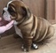 Cachorros de Bulldog inglés de calidad para la adopción - Foto 1