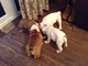 Cachorros de Bulldog Inglés para Adopción - Foto 1