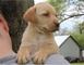 Cachorros de Labrador Retriever - Foto 2