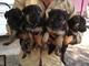 Cachorros de pastor alemán en venta - Foto 4