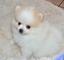 Cachorros de pomeranias 1