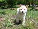Cachorros de pura raza nacional de Husky - Foto 2