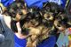 Cachorros de yorkshire/yorkshire toy. disponemos de los dos tamañ