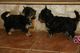 Cachorros de yorkshire/yorkshire toy. disponemos de los dos tamañ - Foto 2