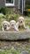 Cachorros Golden Retriever - Foto 1