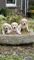 Cachorros golden retriever