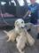 Cachorros Golden Retriever registrados - Foto 1