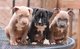 Cachorros pitbull desparasitados, con microchip y con pedigree