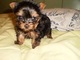 Cachorros yorkshire terrier mini